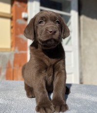 Labrador Retriever - Canisa CLAUSWEB