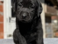 Labrador Retriever - Canisa CLAUSWEB