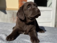 Labrador Retriever - Canisa CLAUSWEB