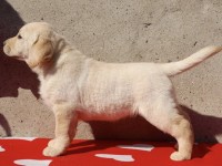 Labrador Retriever - Canisa CLAUSWEB