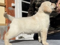 Labrador Retriever - Canisa CLAUSWEB