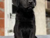 Labrador Retriever - Canisa CLAUSWEB