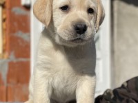 Labrador Retriever - Canisa CLAUSWEB