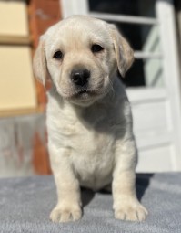 Labrador Retriever - Canisa CLAUSWEB