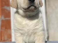 Labrador Retriever - Canisa CLAUSWEB
