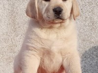 Labrador Retriever - Canisa CLAUSWEB
