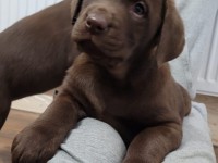 Labrador Retriever - Canisa CLAUSWEB