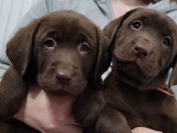 Labrador Retriever - Canisa CLAUSWEB