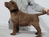 Labrador Retriever - Canisa CLAUSWEB