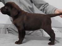 Labrador Retriever - Canisa CLAUSWEB