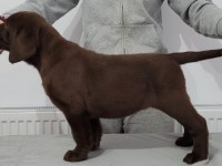Labrador Retriever - Canisa CLAUSWEB