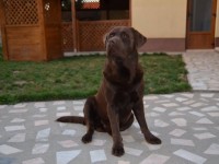 Labrador Retriever - Canisa CLAUSWEB