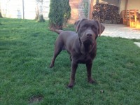 Labrador Retriever - Canisa CLAUSWEB