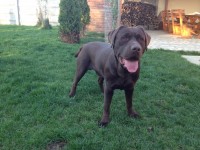 Labrador Retriever - Canisa CLAUSWEB