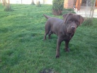 Labrador Retriever - Canisa CLAUSWEB