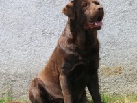 Labrador Retriever - Canisa CLAUSWEB