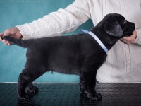 Labrador Retriever - Canisa CLAUSWEB