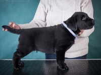 Labrador Retriever - Canisa CLAUSWEB