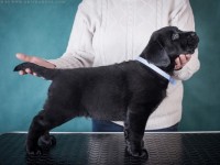 Labrador Retriever - Canisa CLAUSWEB