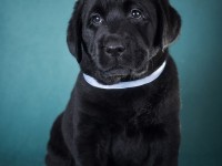 Labrador Retriever - Canisa CLAUSWEB