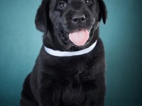 Labrador Retriever - Canisa CLAUSWEB