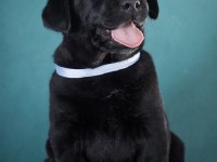 Labrador Retriever - Canisa CLAUSWEB