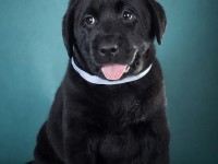 Labrador Retriever - Canisa CLAUSWEB