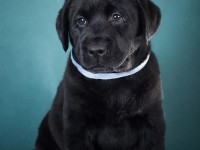 Labrador Retriever - Canisa CLAUSWEB