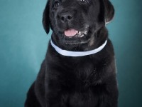 Labrador Retriever - Canisa CLAUSWEB