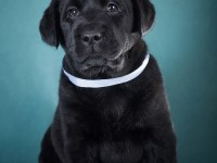 Labrador Retriever - Canisa CLAUSWEB