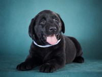 Labrador Retriever - Canisa CLAUSWEB