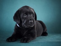 Labrador Retriever - Canisa CLAUSWEB