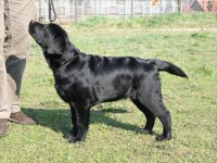 Labrador Retriever - Canisa CLAUSWEB