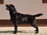 Labrador Retriever - Canisa CLAUSWEB