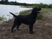 Labrador Retriever - Canisa CLAUSWEB