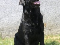 Labrador Retriever - Canisa CLAUSWEB
