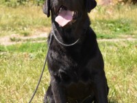 Labrador Retriever - Canisa CLAUSWEB