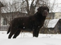 Labrador Retriever - Canisa CLAUSWEB