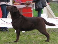Labrador Retriever - Canisa CLAUSWEB