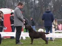 Labrador Retriever - Canisa CLAUSWEB