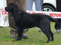 Labrador Retriever - Canisa CLAUSWEB