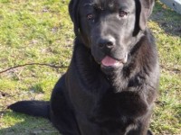 Labrador Retriever - Canisa CLAUSWEB