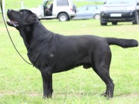 Labrador Retriever - Canisa CLAUSWEB