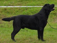 Labrador Retriever - Canisa CLAUSWEB