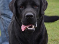Labrador Retriever - Canisa CLAUSWEB