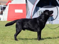 Labrador Retriever - Canisa CLAUSWEB
