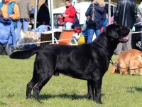 Labrador Retriever - Canisa CLAUSWEB