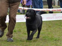 Labrador Retriever - Canisa CLAUSWEB