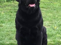 Labrador Retriever - Canisa CLAUSWEB