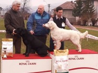 Labrador Retriever - Canisa CLAUSWEB